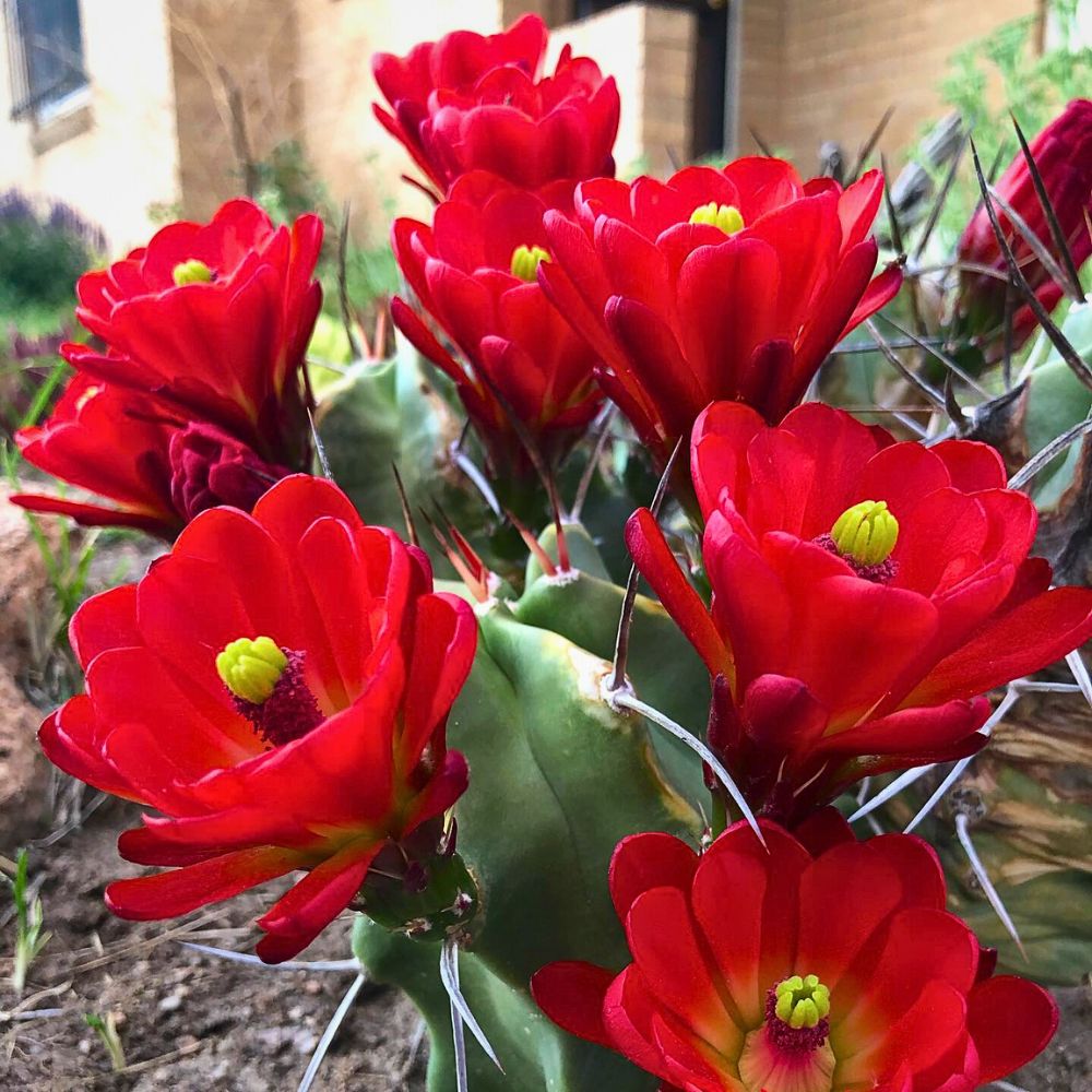 Claret cup cactus also called the mound hedgehog cactus