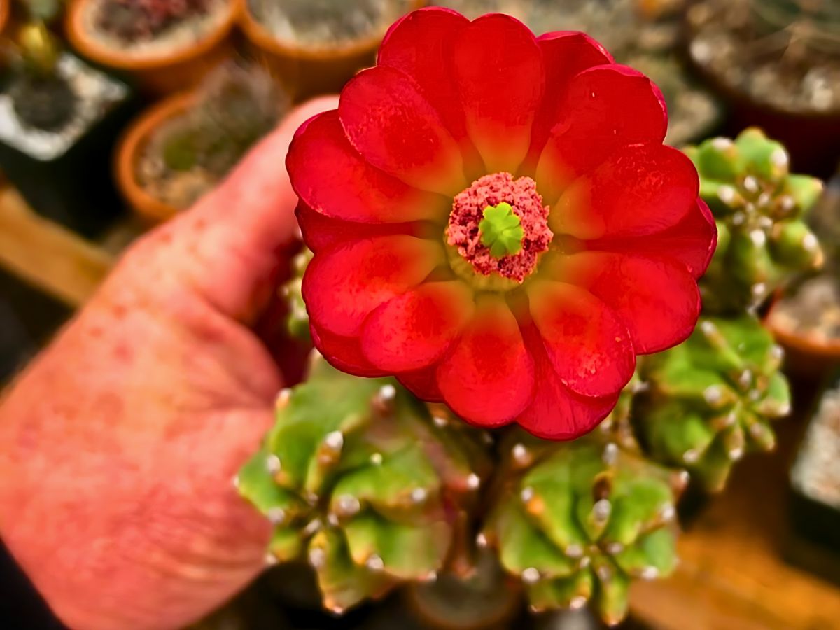 Mound hedgehog cactus a succulent of the cactus family