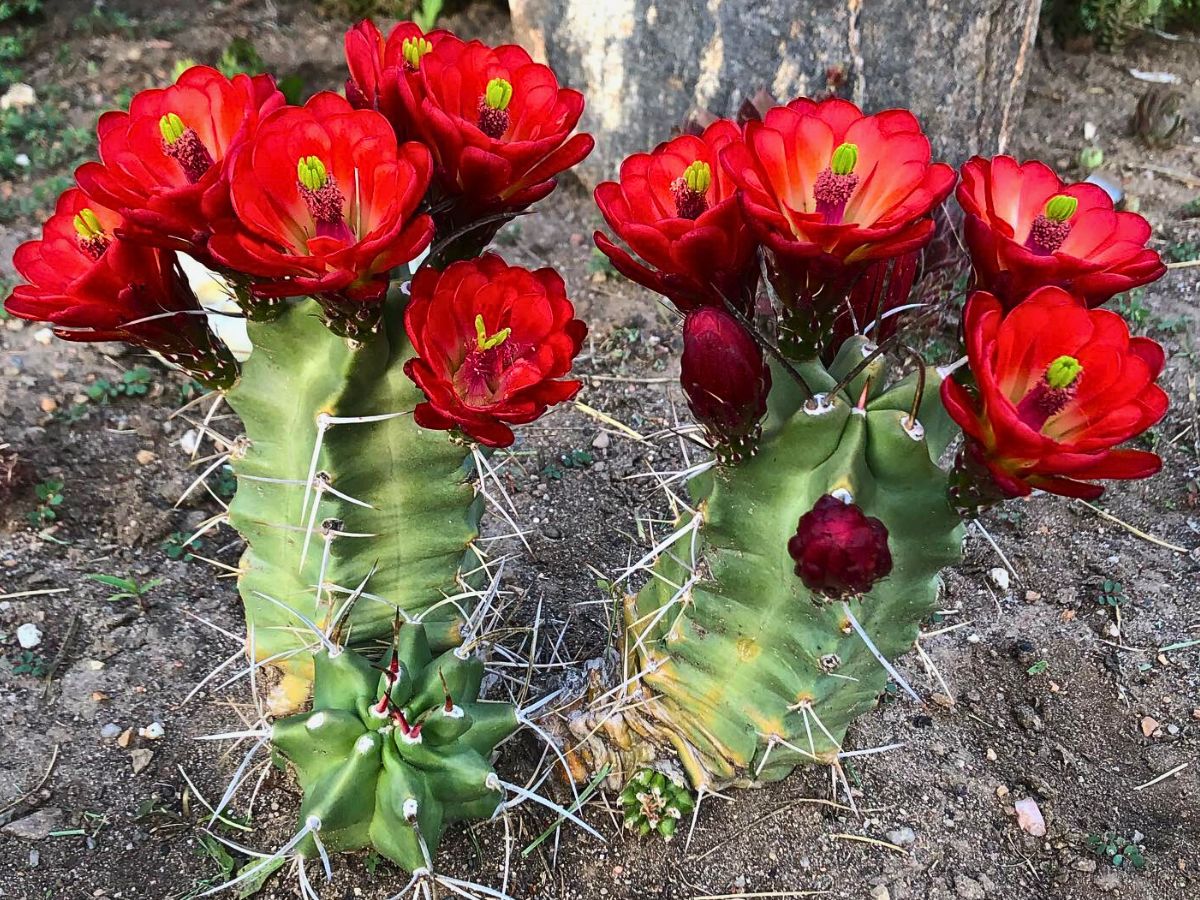 Claret Cup Hedgehog cactus with crimson flowers