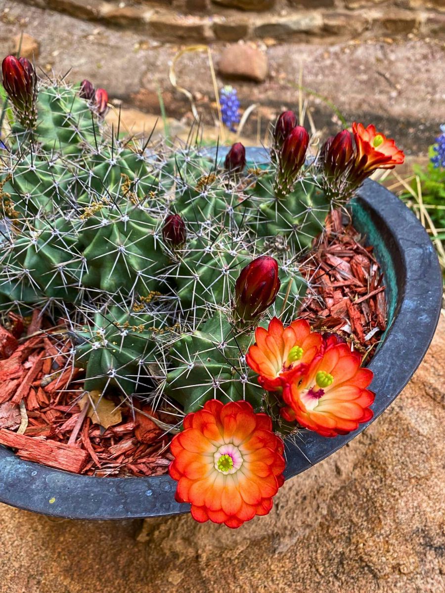 Echinocereus triglochidiathus does well in a winter environment combined with other perfect conditions