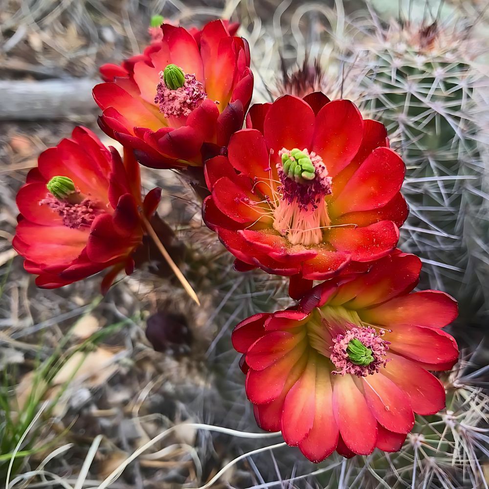 Kingcup Cactus, Also Called Echinocereus Triglochidiathus requires maximum light exposure to grow well