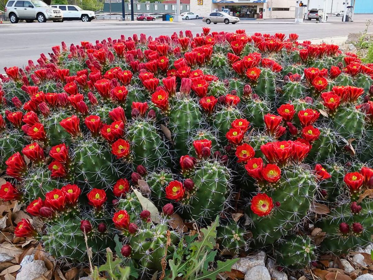 Kingcup cactus flowering in full on the streets