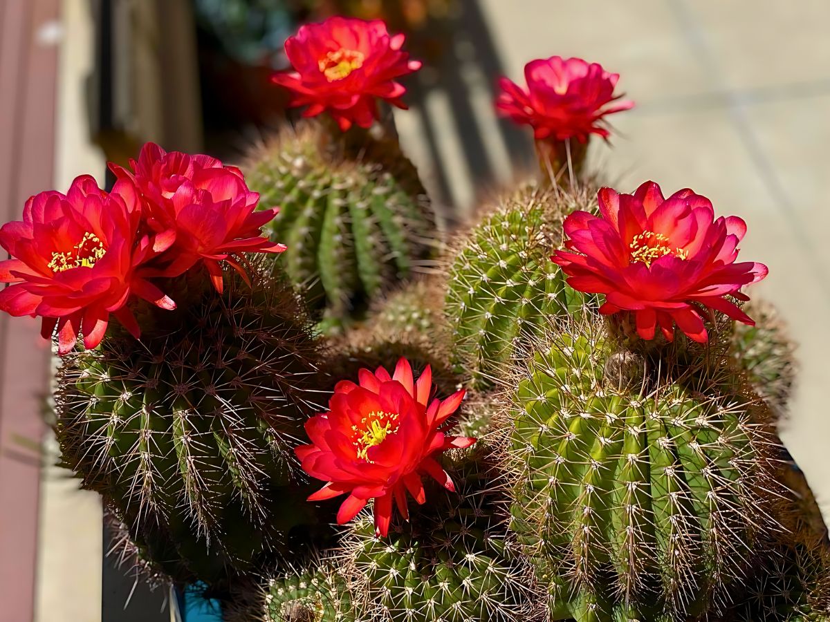 Echinocereus Triglochidiathus AKA Kingcup Cactus in bloom