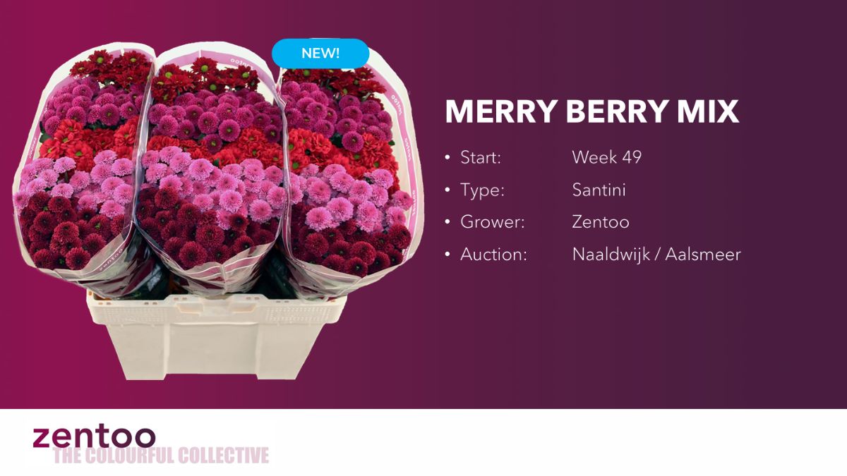 Chrysanthemum Merry Berry Mix by Zentoo