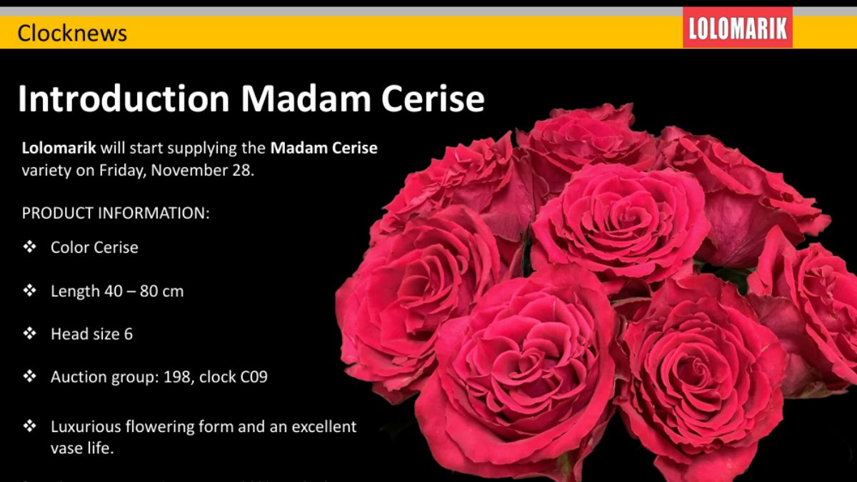 Rose Madam Cerise by Fresco Flowers