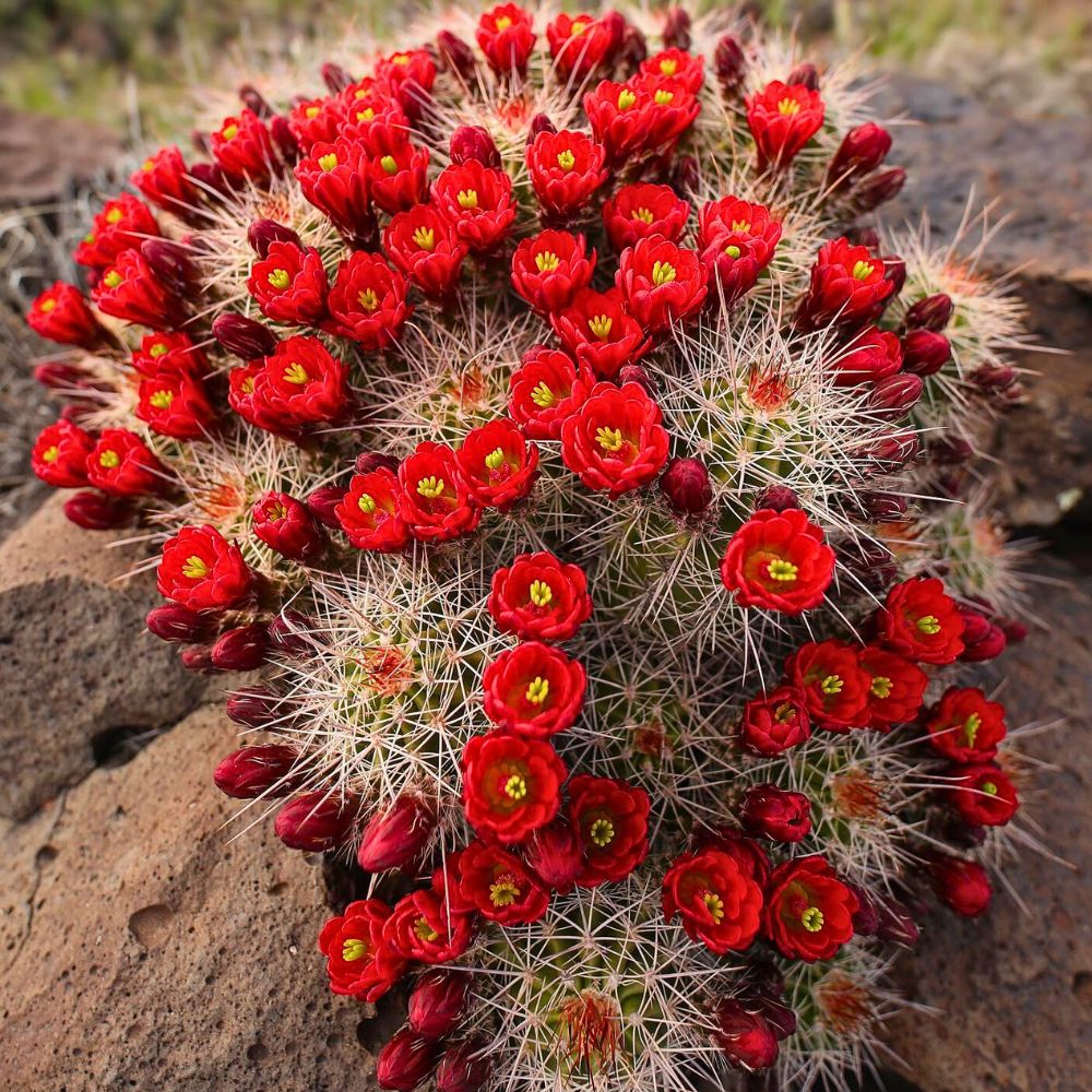 The flowering King cup cactus plant