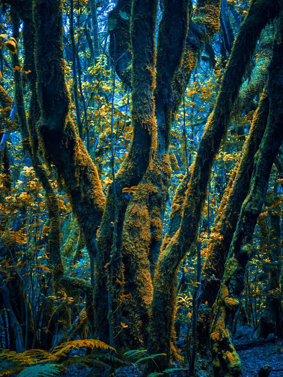 Green and blue tones in the forest