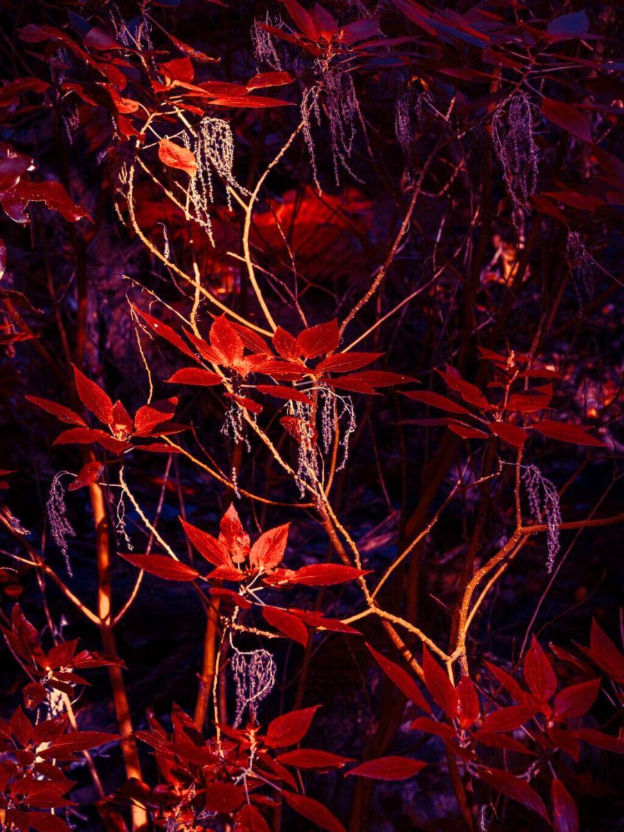 Red neon leaves photographed by Michelle Blancke Red neon leaves photographed by Michelle Blancke