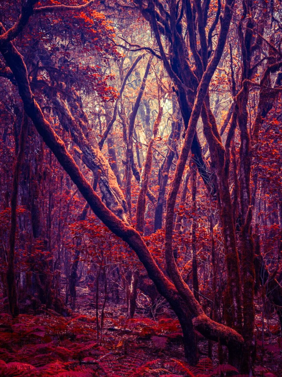 Rare colors in Michelles photographs of forests Rare colors in Michelles photographs of forests