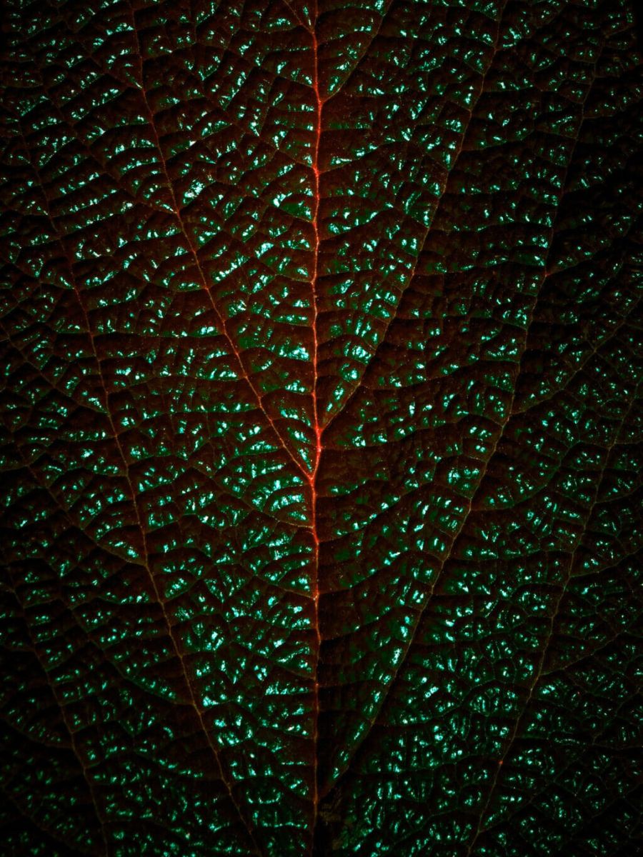 Detail of a green leaf by Michelle Blancke