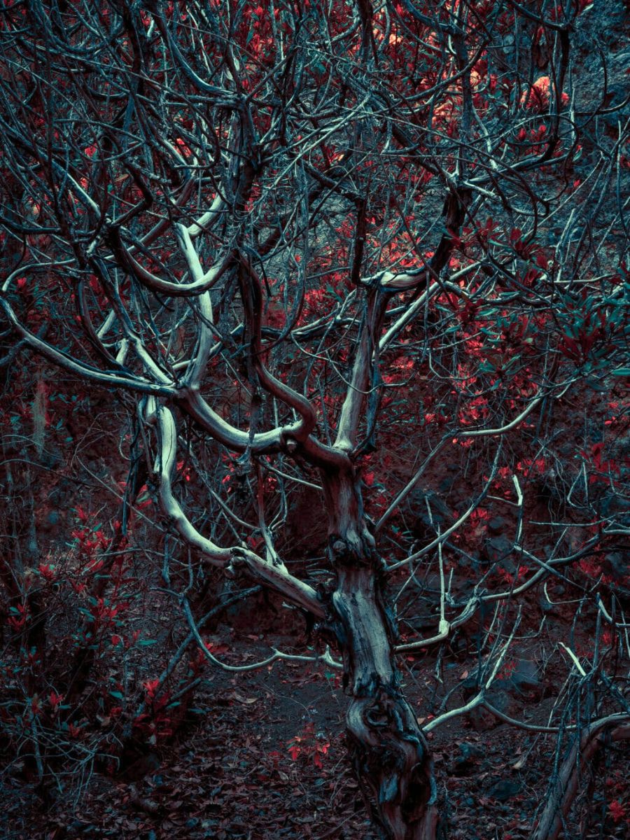 A spooky tree with colors by Michelle Blancke A spooky tree with colors by Michelle Blancke