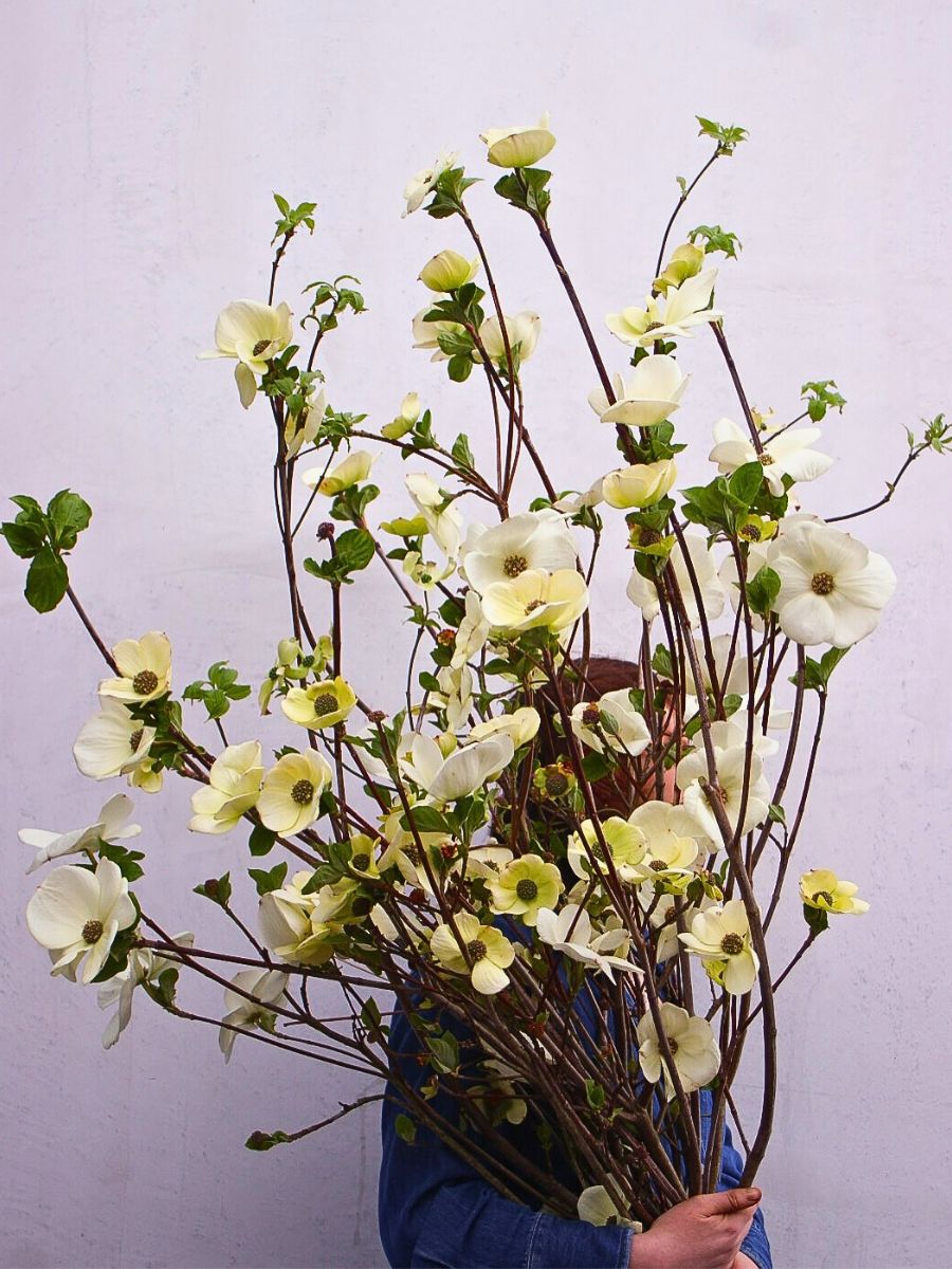 woman holding bunch of dogwood flowers growing on its stems