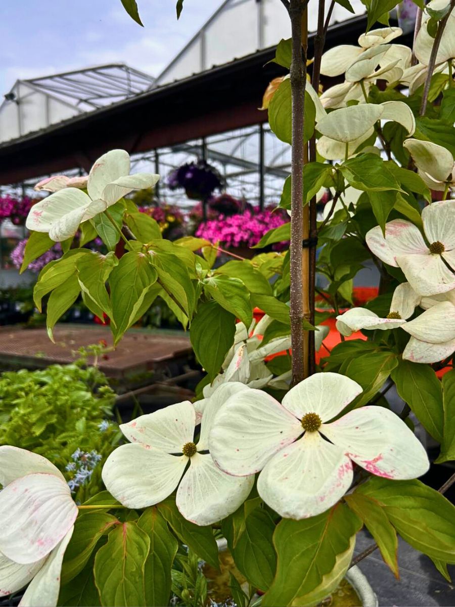 Dogwood is also the state flower of North Carolina