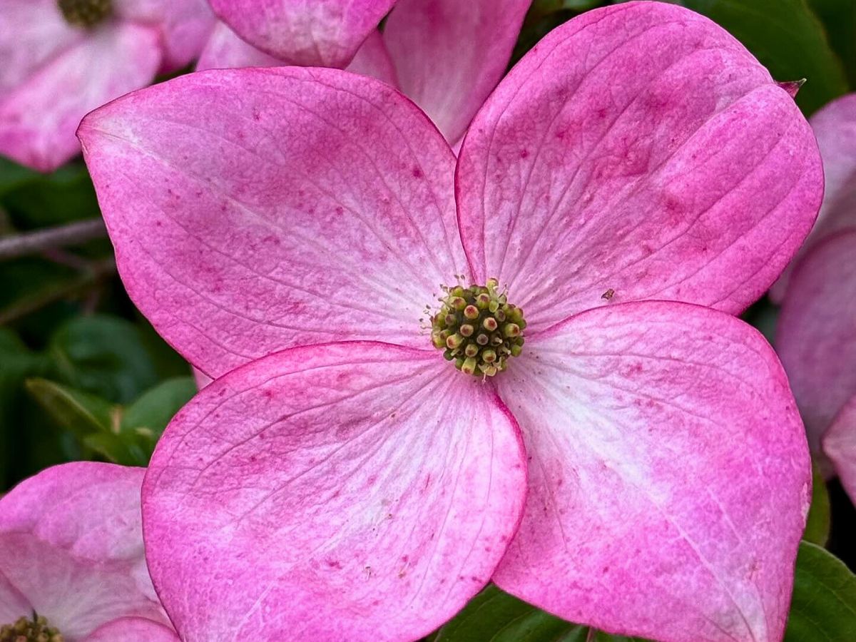 Flowering dogwood flowers shine than other trees' flowers