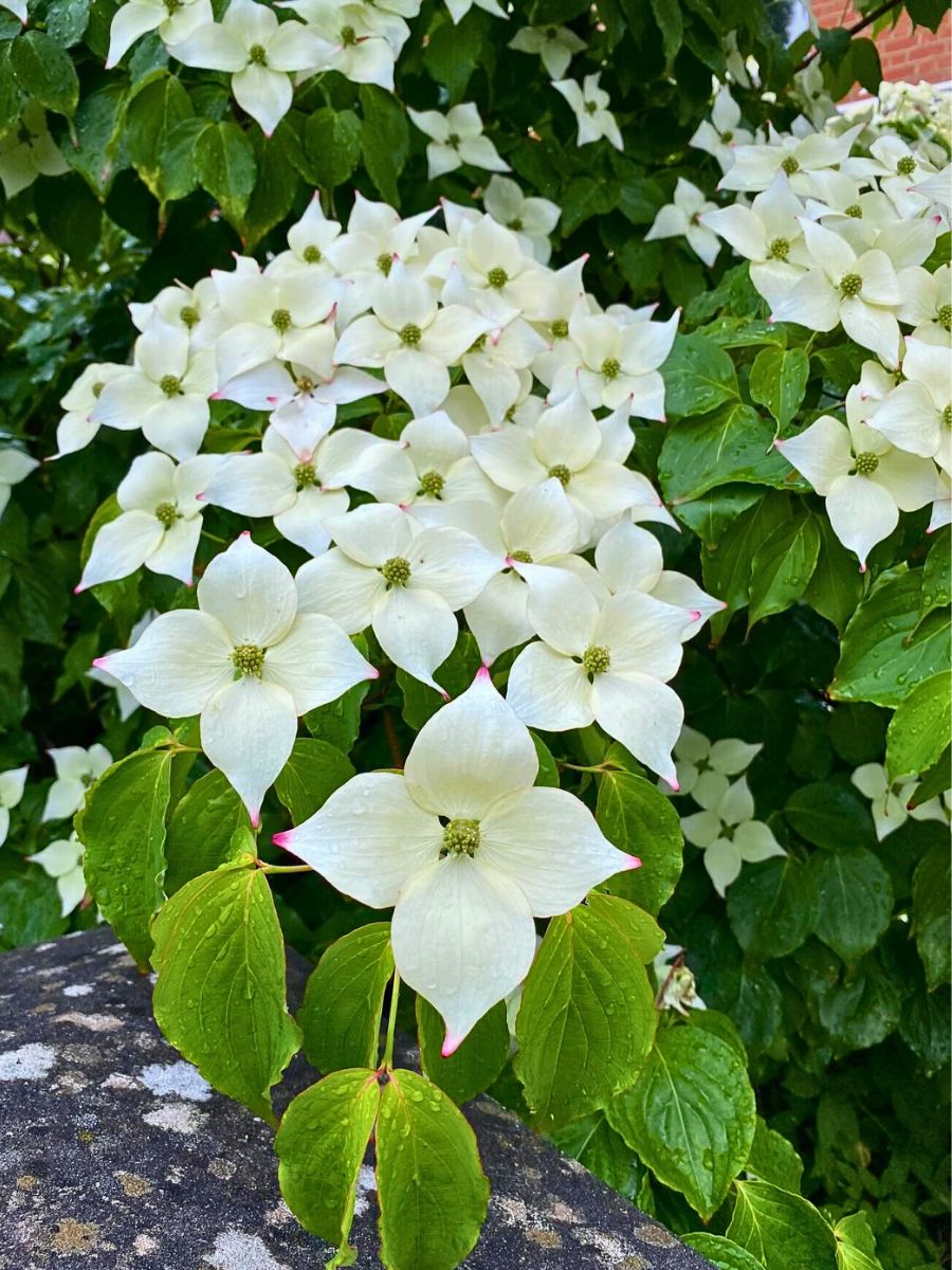 flowering dogwood tree