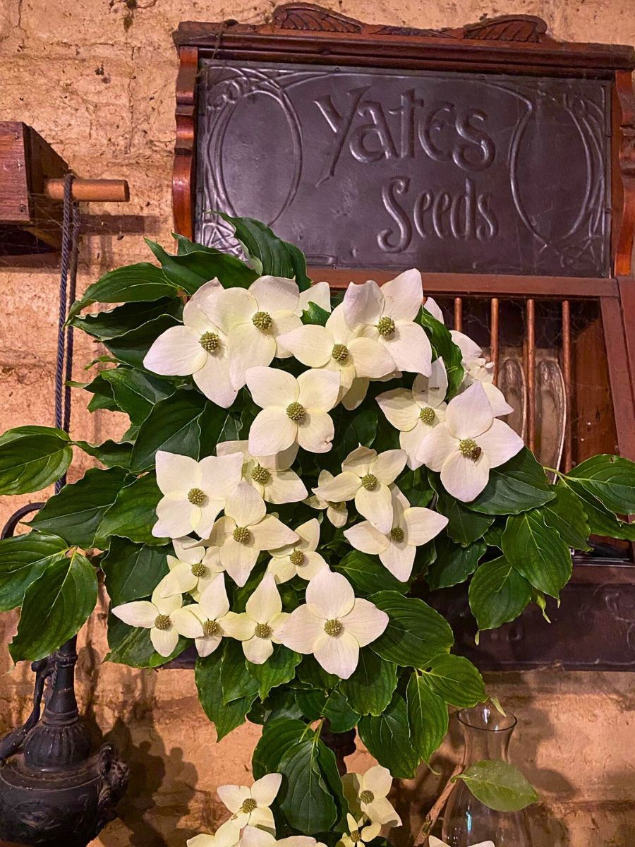 dogwood flower in a floral decoration