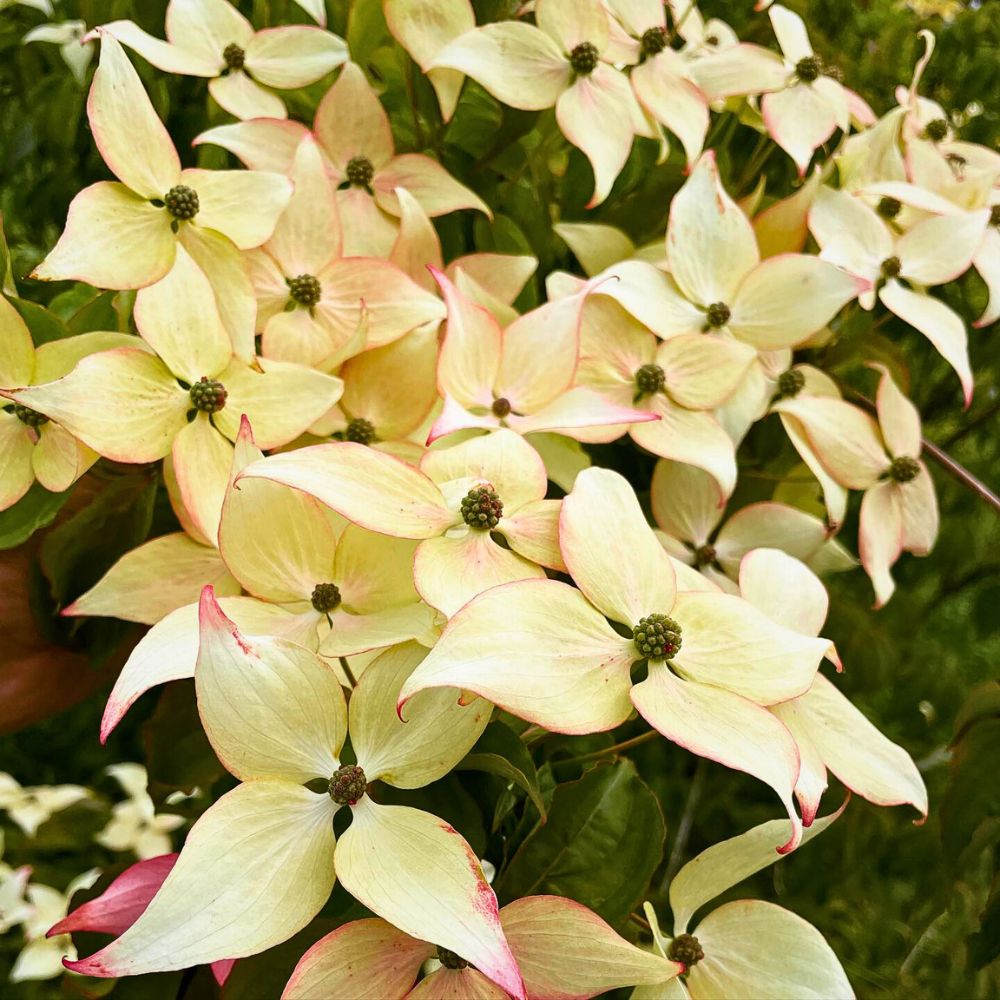 typically beautiful blossoms of this modest and common flowering tree - Dogwood