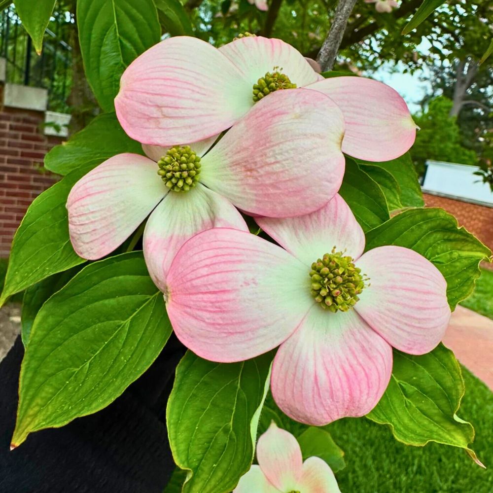 closeup of flowers of the dogwood bloom