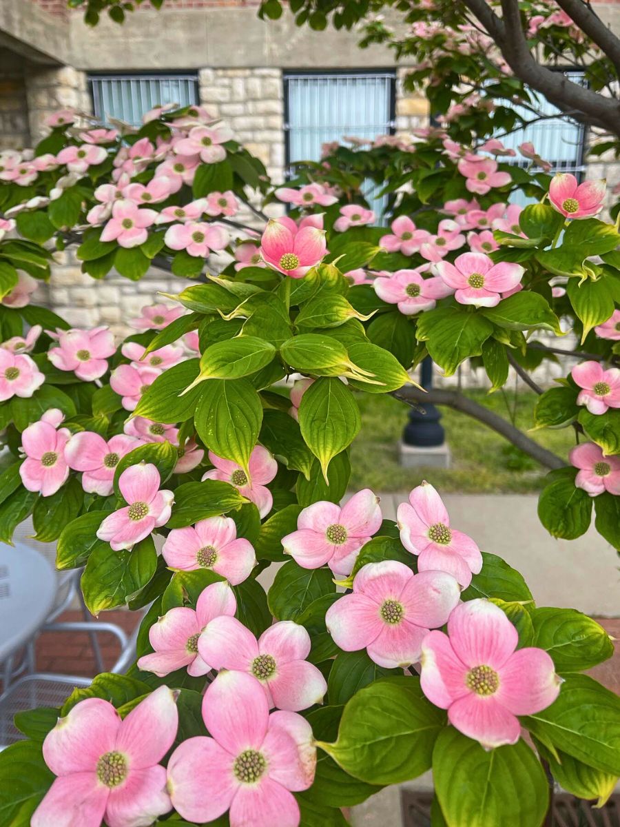 A flowering dogwood tree on the patio