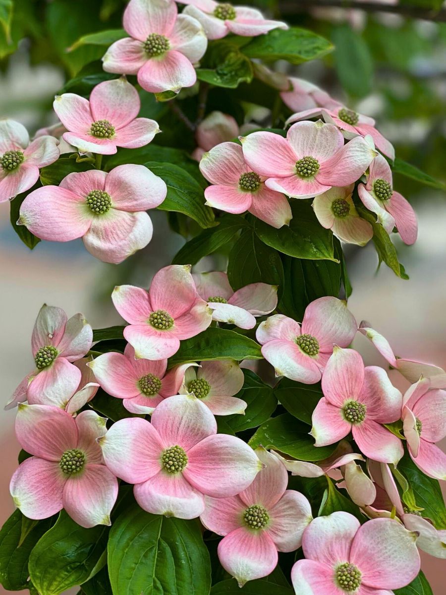 Few plants spark as much curiosity as the dogwood tree