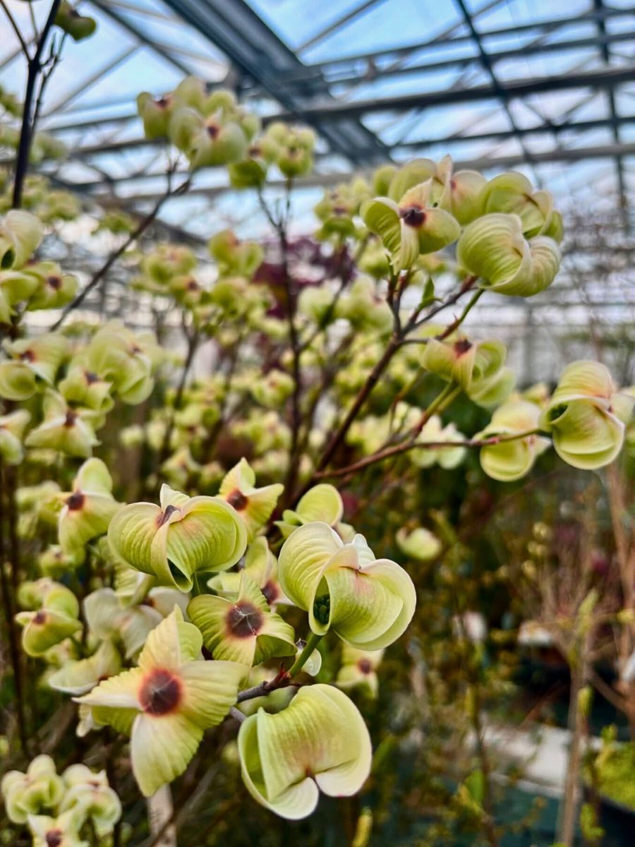 dogwood growing in a greenhouse