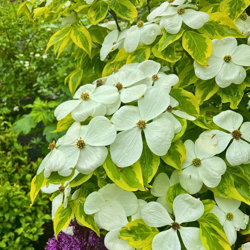 white flowers of dogwood with its variegated leaves