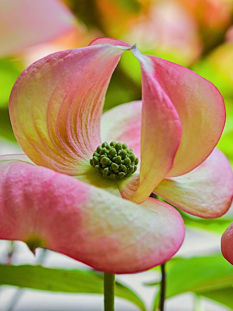 The dogwood tree belongs to the genus Cornus florida