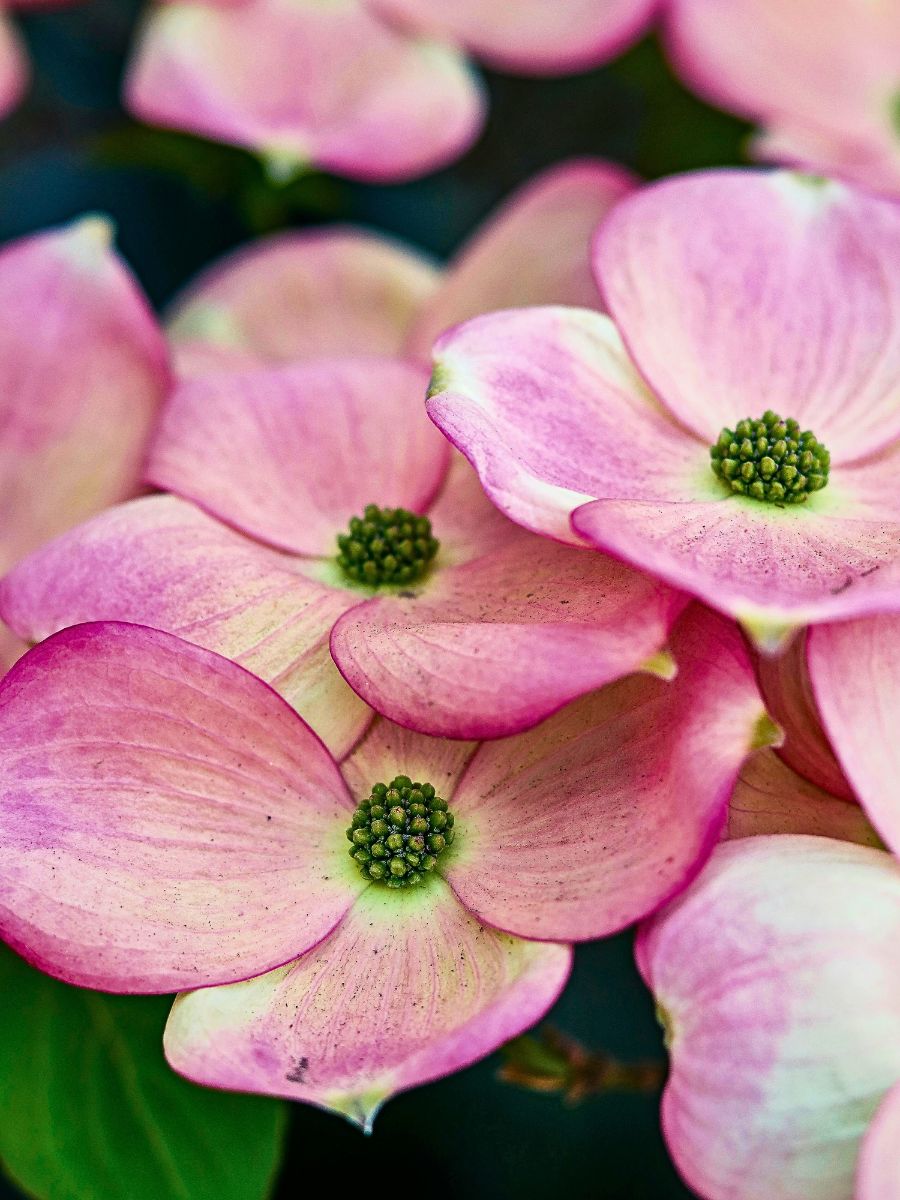 The dogwood tree belongs to the genus Cornus florida