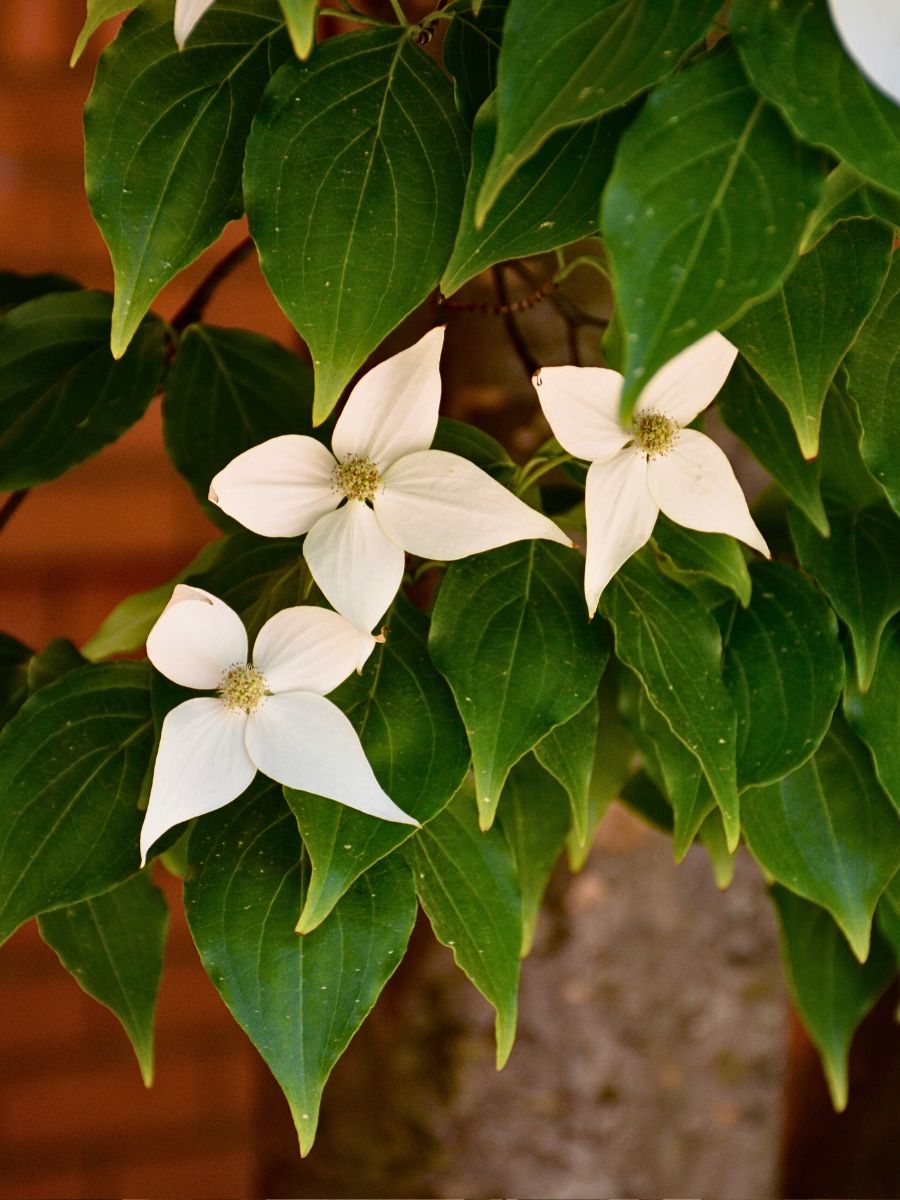 bright white colors of the dogwood flower