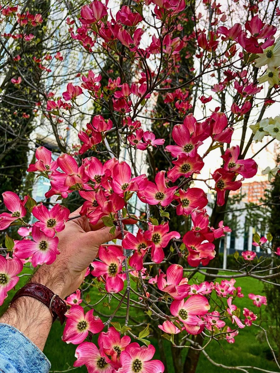 Dogwood flowers thrive in temperate forests of North America
