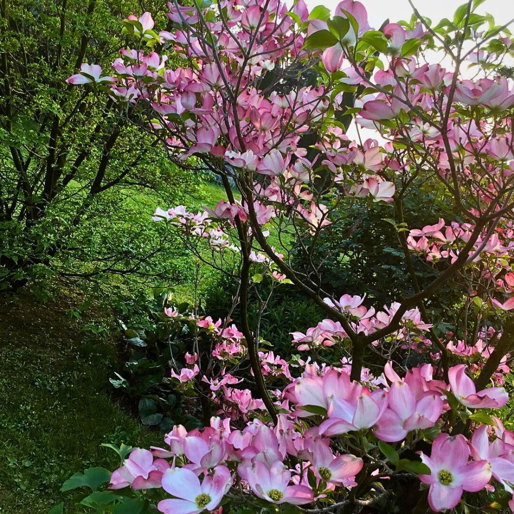dogwoods growing in a garden