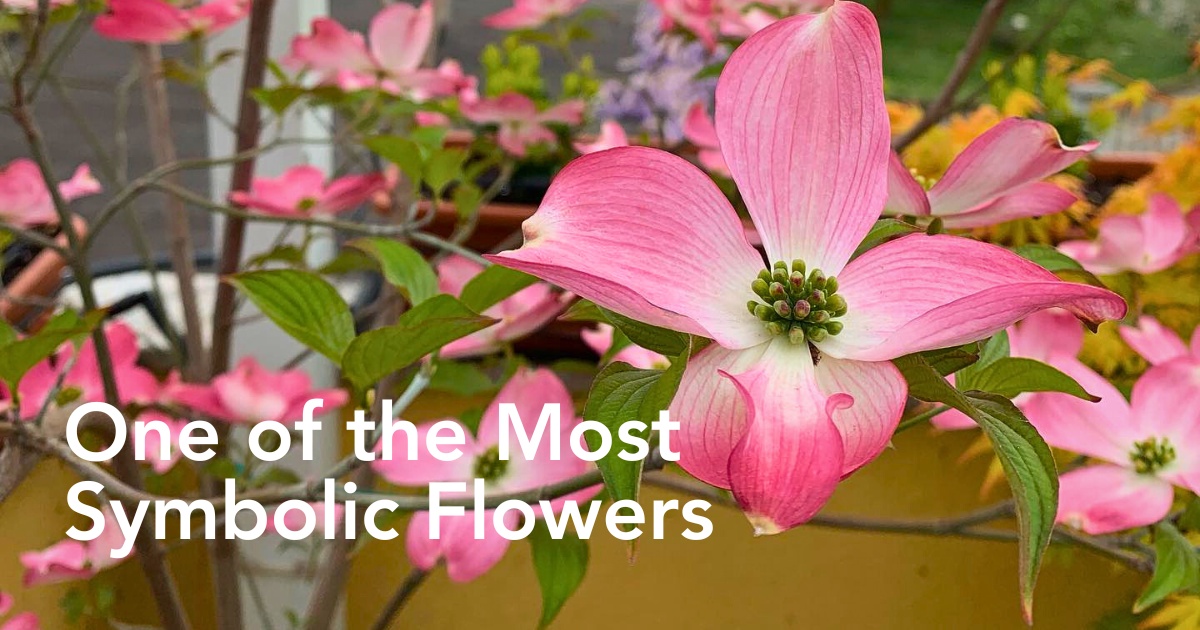 Dogwood Flower Meaning, Symbolism, History, and Significancev - Thursd Article Header Image