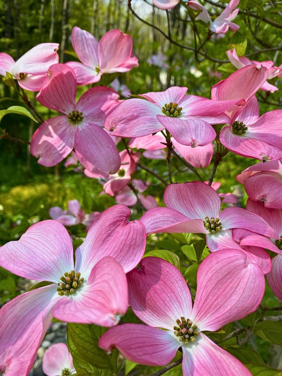 light pink shades of dogwood tree
