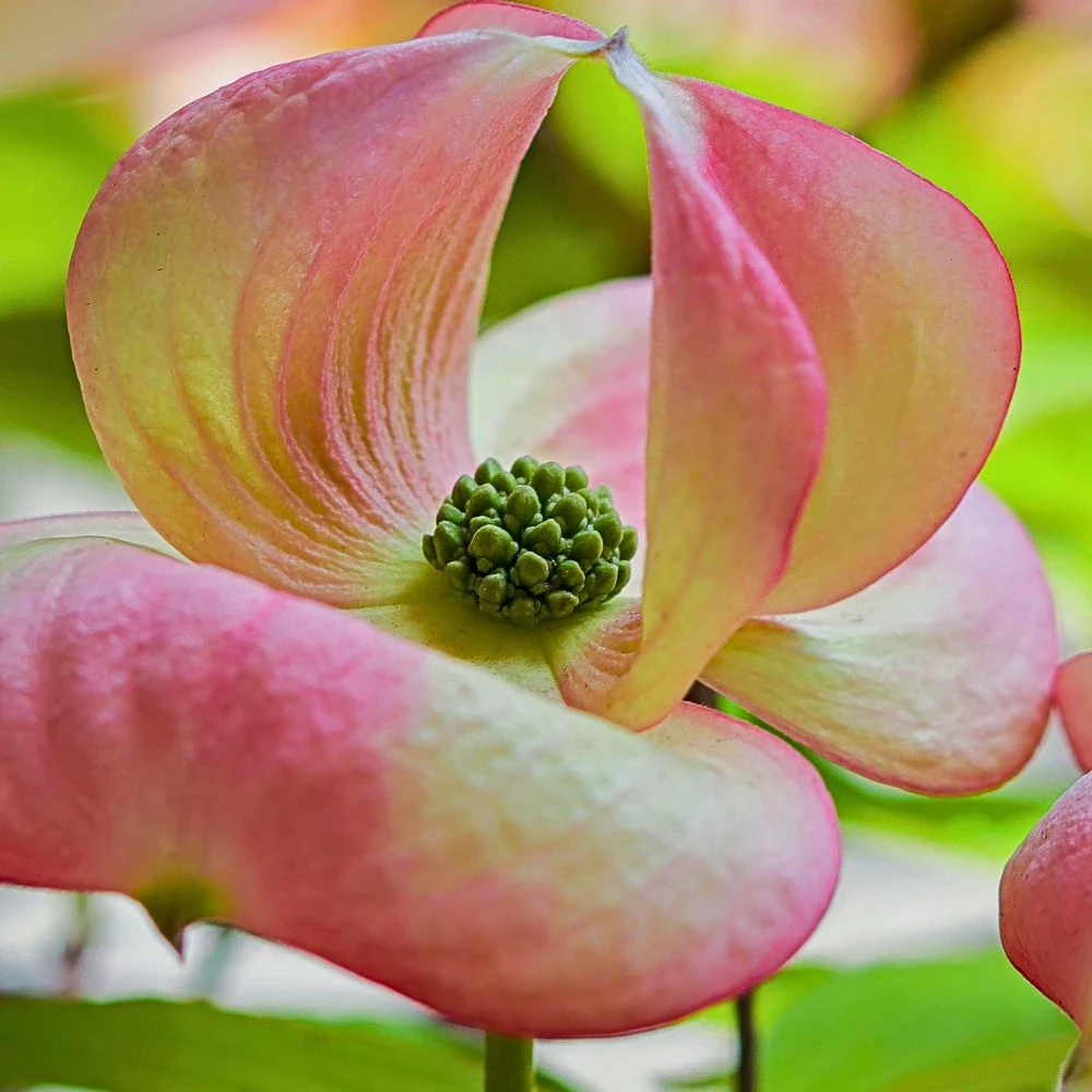 Dogwood Flower Meaning, Symbolism, History, and Significance - Thursd Article Featured Image