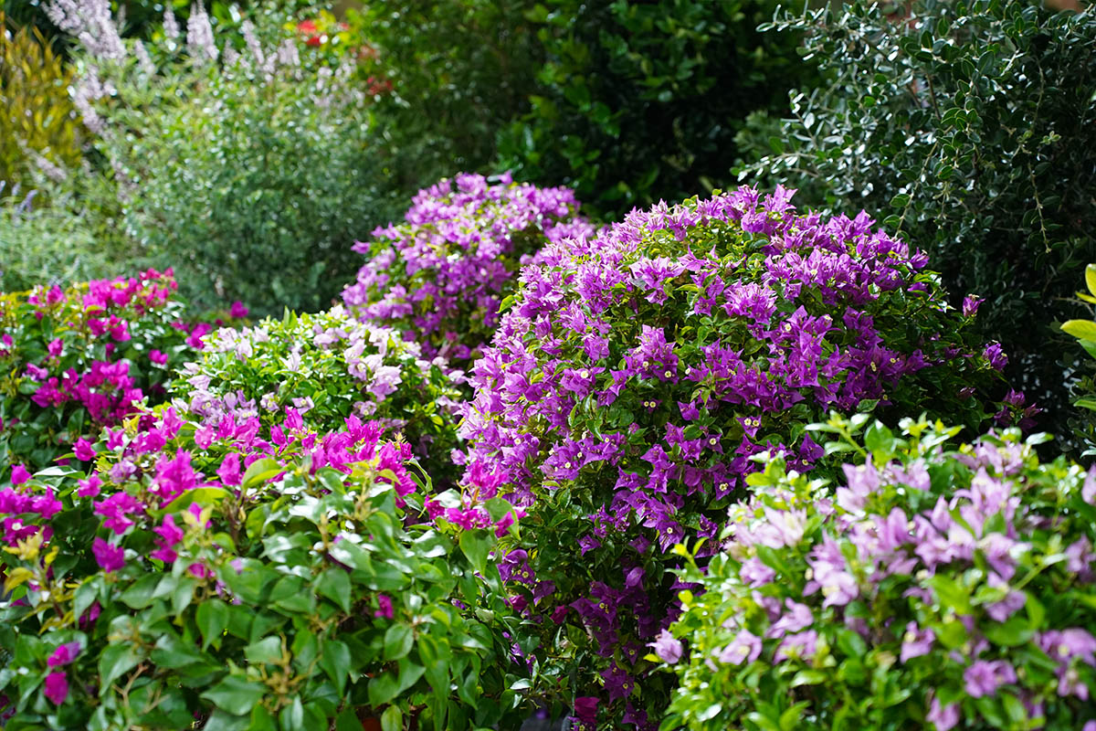 LIF 2025 purple perennial plants LIF 2025 purple perennial plants