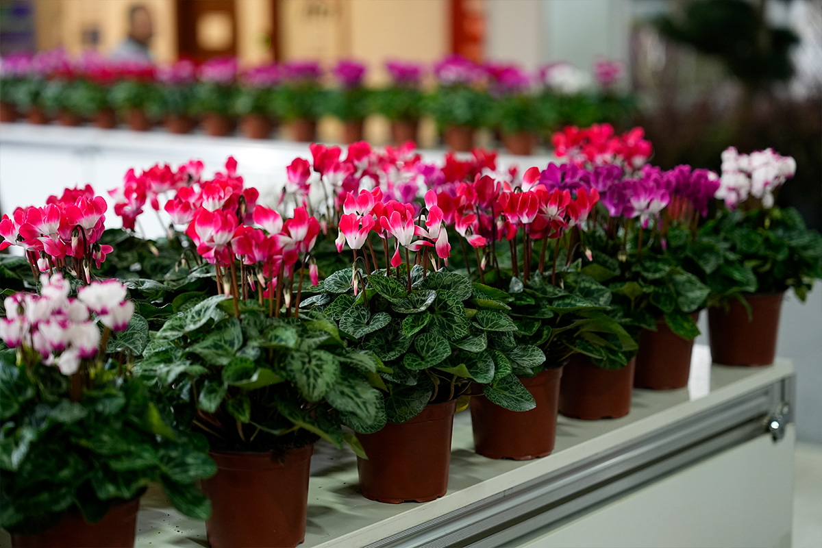 LIF 2025 pink cyclamen on table LIF 2025 pink cyclamen on table