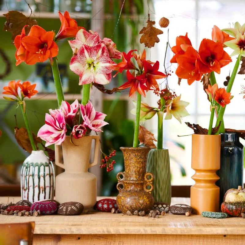 Wijnen Amaryllis Innovation