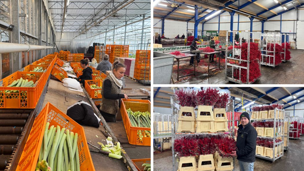 Productuon process by Wijnen Amaryliss 