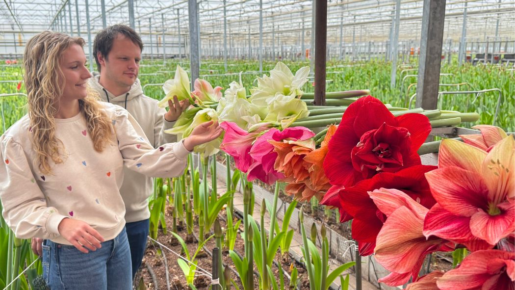 Stan and Daphne from Wijnen Amaryliss in greenhouse