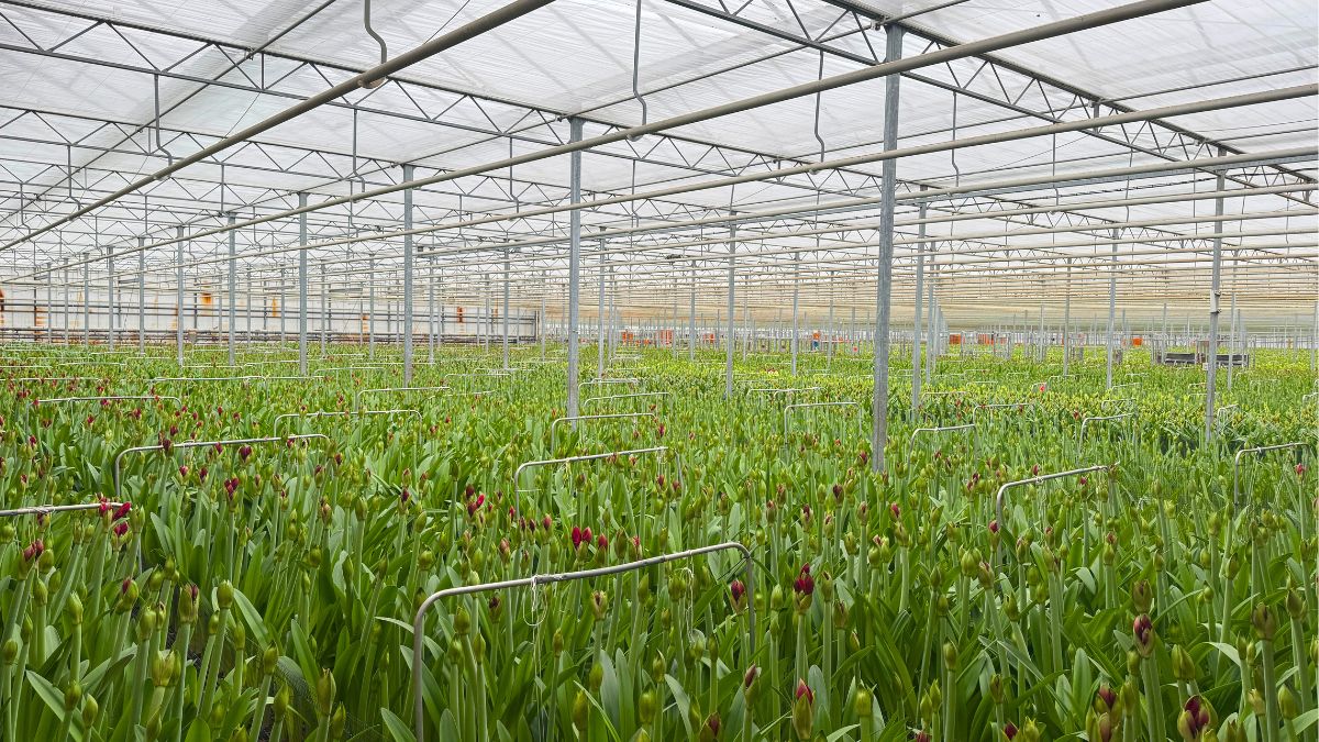 Wijnen Amaryllis greenhouse