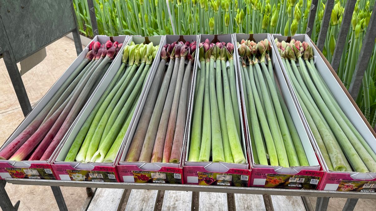 Amaryllis from Wijnen Amaryllis in packaging