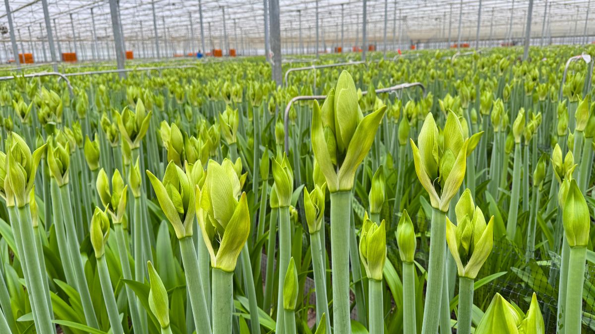 Amaryllis in greenhouse from Wijnen Amaryllis