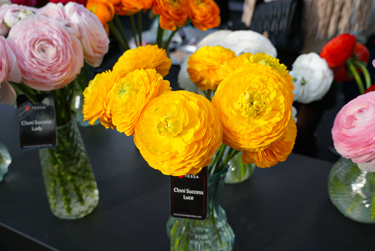 IFTF 2025 Tessa Cloni Success Luce