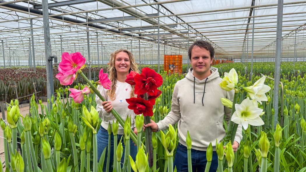 Wijnen Anthurium greenhouse showing flowers