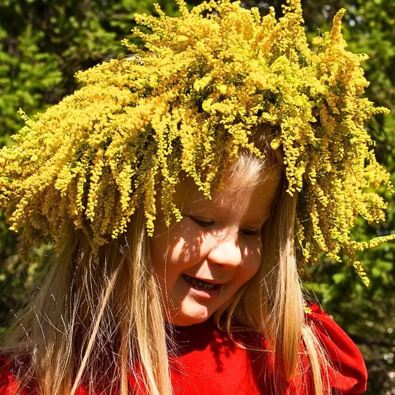 State Flower of Kentucky - Feature image