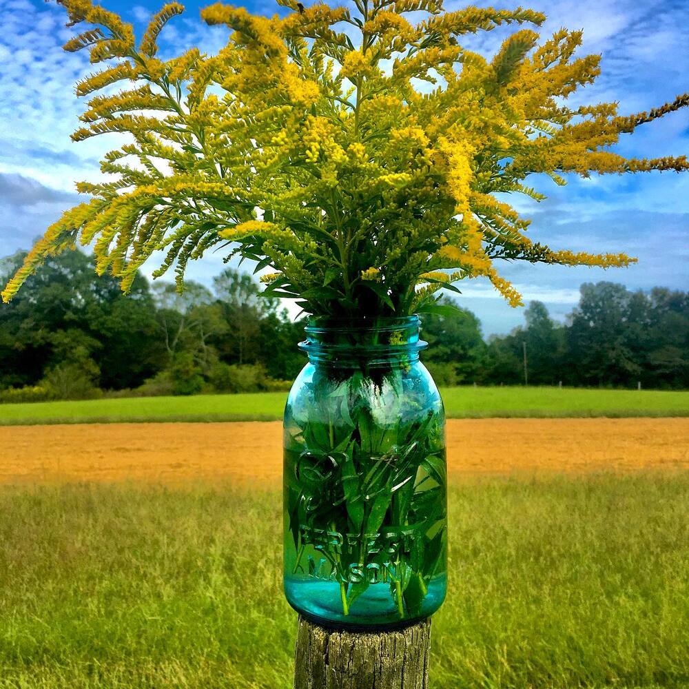 Goldernod in the bottle