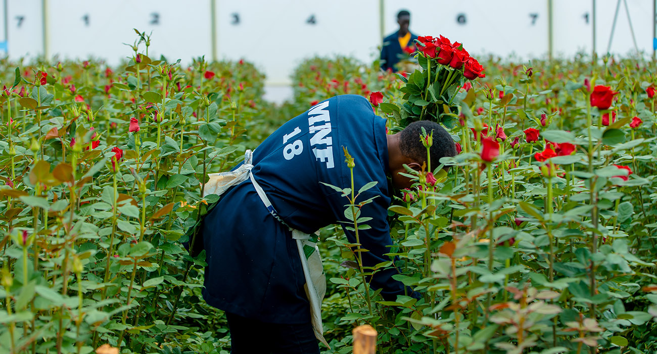 Mona Flowers Grower on Thursd header