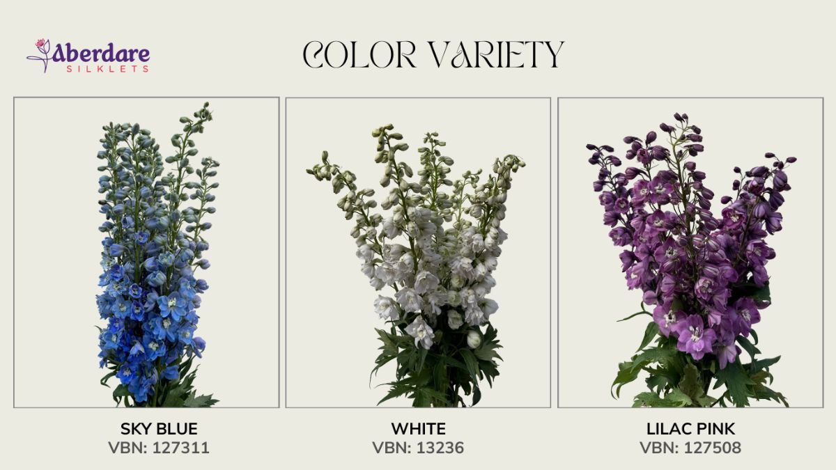 Delphinium Varieties by KR Farm Limited