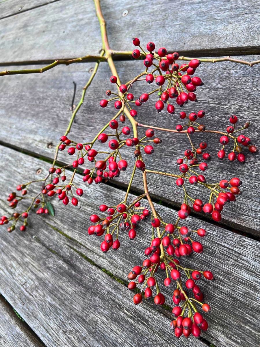 Rosefruits  – The Unique Rosehips with Enhanced Qualities