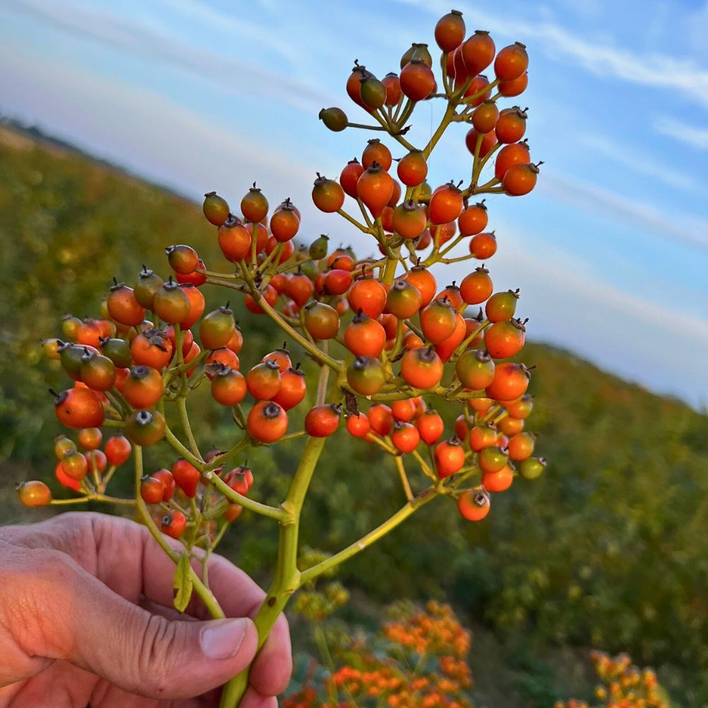Rosefruits  – The Unique Rosehips with Enhanced Qualities